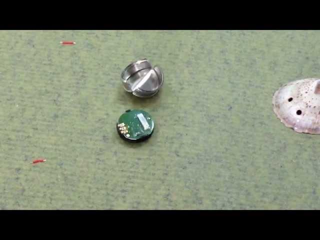 How to make iButton-based robolimpets