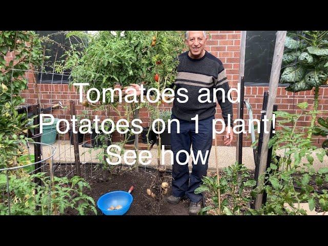 See how to grow tomatoes and potatoes on one plant.