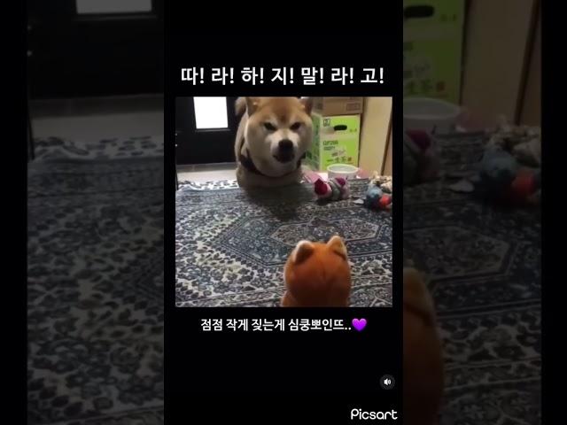 강아지 대화법 ㅎㅎ