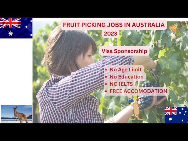 Fruit Picking Jobs In Australia Visa Sponsorship 2023| NO Accomodation| No Degree| No IELTS