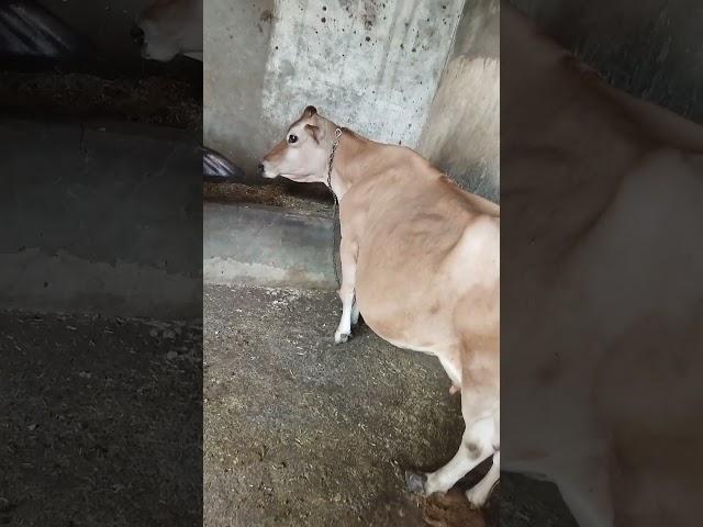 signs of theileriosis in cattle #cow