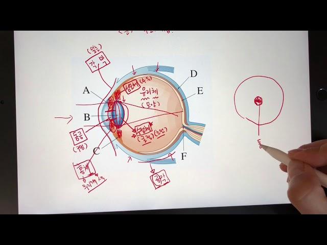 [중3][4단원] 자극과 반응 - 시각 신경. 구조와 기능. 눈의 구조와 기능. 쉽게 외우자