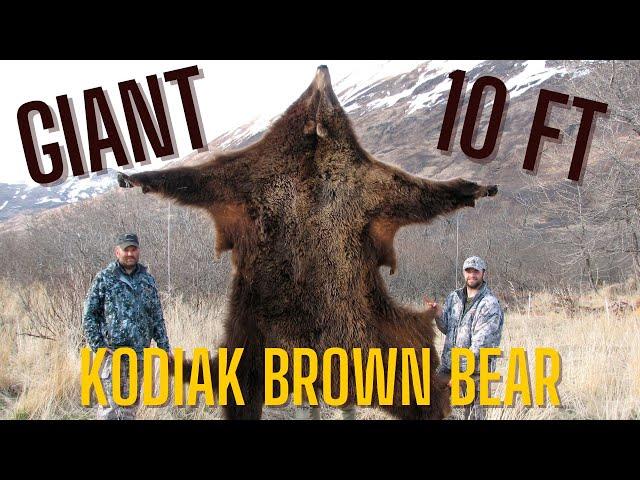 Giant, 10-Foot Kodiak Island Alaska Brown Bear Hunt