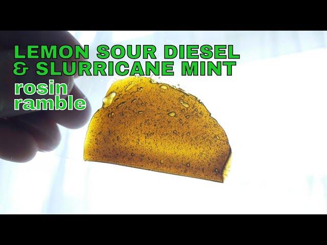 LEMON SOUR DIESEL & SLURRICANE MINT | ROSIN RAMBLE