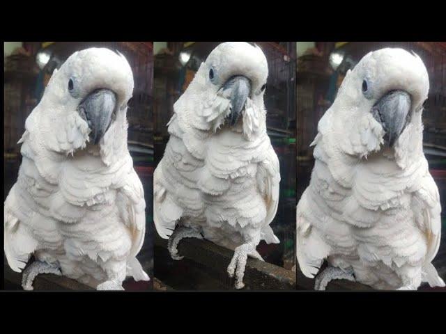 Beautiful Parrot Talking | Cute Parrot | Razi Ali Vlogs