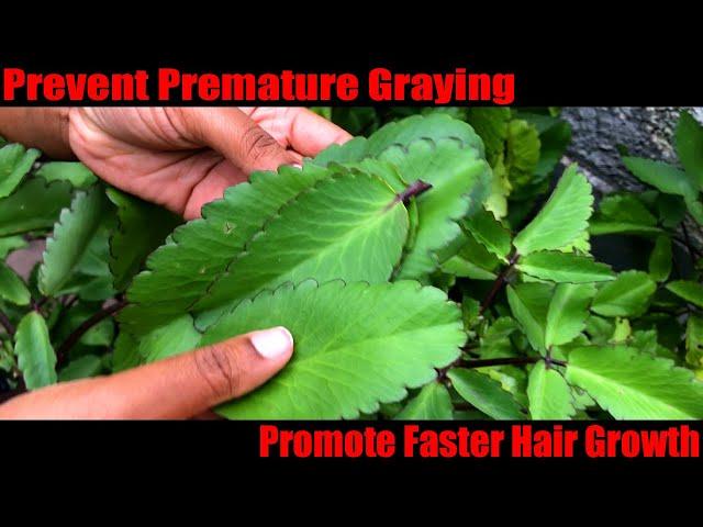 Cure Alopecia and Stop Graying with Leaf of Life