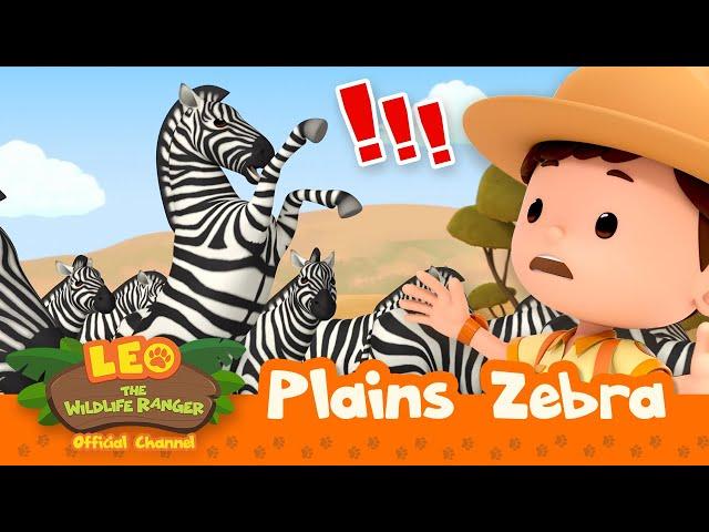 Stop the STAMPEDE of ZEBRAS!  | Plains Zebra | Leo the Wildlife Ranger | #compilation