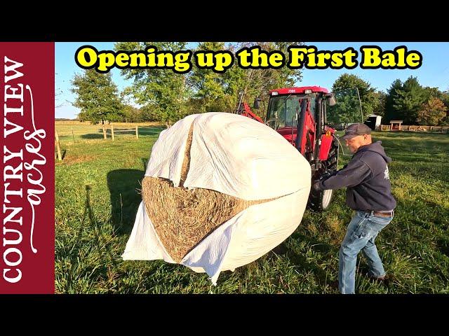 Introducing a New Ram to the Flock  Opening our First Wrapped Bale of Dry Hay