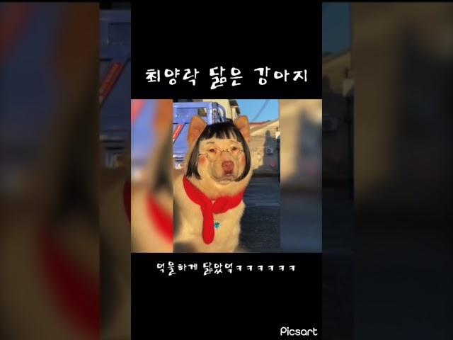 최양락 닮은 강아지 ㅋㅋㅋㅋㅋㅋㅋ