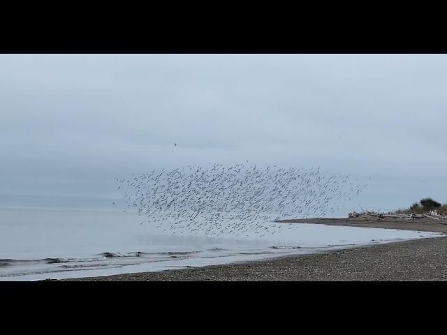 the meditative movement of flight…