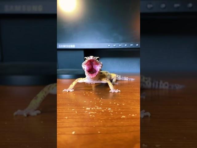 Leopard gecko scream #shorts #viral #animals #leopardgecko #gecko #funny #trending #farmanimals