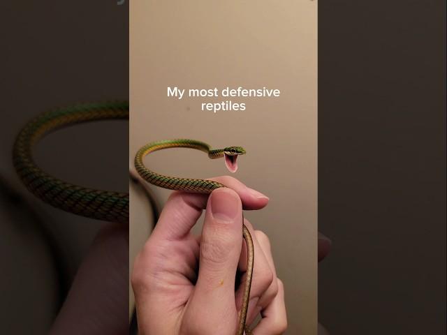 NEVER turn your back on these snakes.