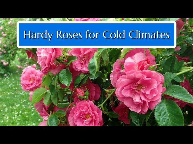 Hardy Roses for Cold Climates