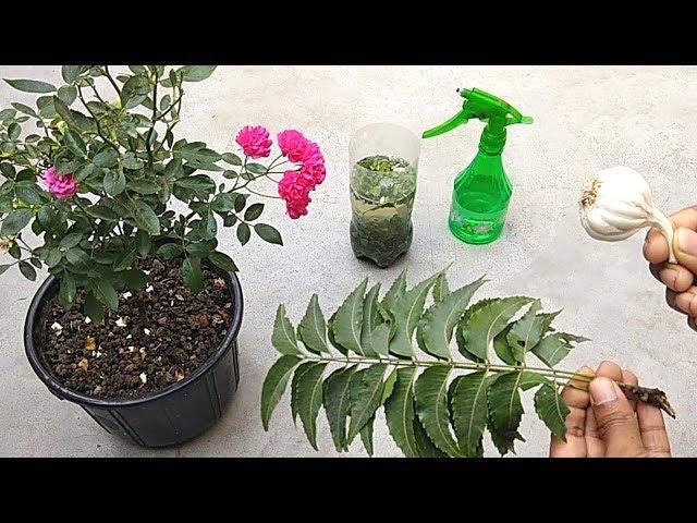 Natural and free pesticide for any plants | Garlic and neem pesticide