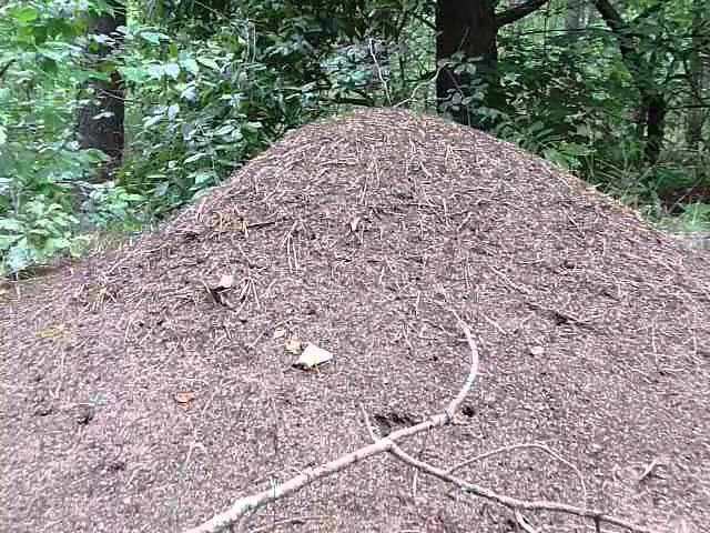 Formica sp. - Wood ants -  Bory Tucholskie (mound nest)