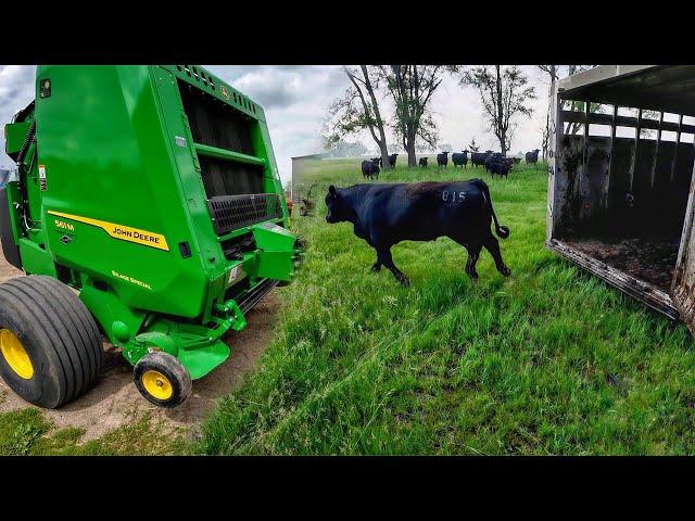 Taking Bulls To Pasture. New Baler Demo! 561M Weave Automation