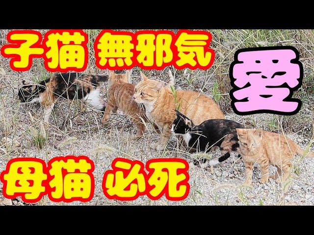 子猫を育てている母猫にご飯をあげたら・・・ たくさんのさくらねこと野良猫にご飯をあげたら・・・ 癒され野良猫動画 感動猫動画