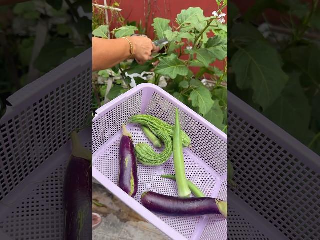 Harvesting vegetable on our mini garden ( kinda monday routine for me) #gardeningtogether #ytshorts