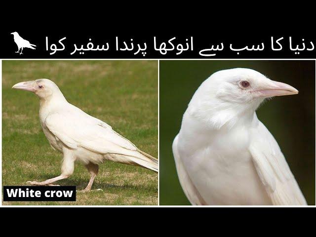 #KarachiAlerts :: A "#whitecrow" in #India refers to a rare #albino #crow, #India #update #Viral