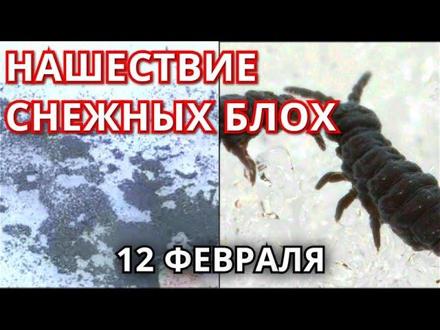 Нашествие снежных блох в Волгоградской области 12 февраля!