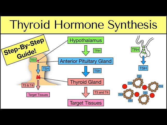 Thyroid Hormone Synthesis: Step-By-Step Pathway [Physiology Explained]