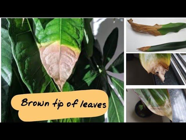 Plants care#2 | Why tip of leaves are turning brown? | biosphereflora |  series 2