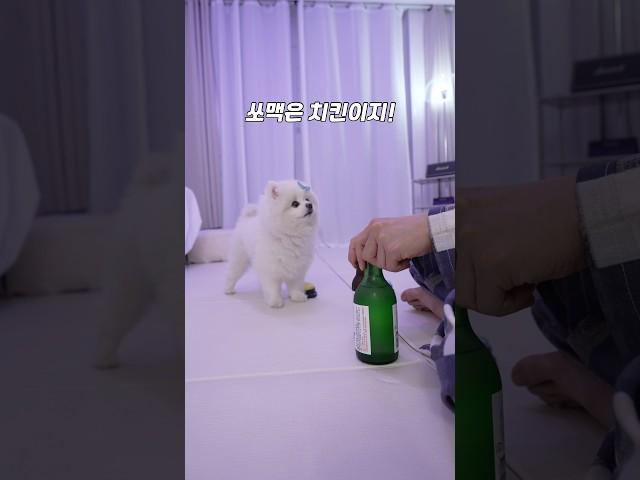 강아지 전용 / 멍소맥 멍치킨 풀버전 