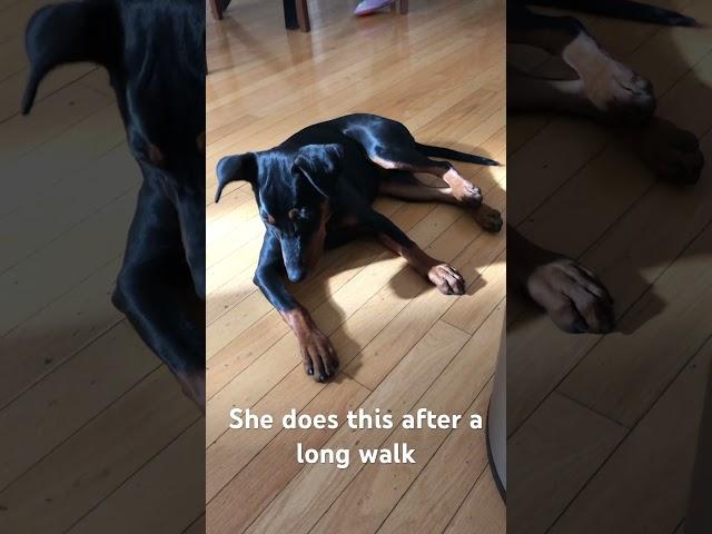 German Pinscher Puppy Sunbathing After Walk | Adorable Relaxation Moment