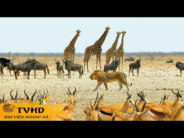  Namibia Hoang Dã - Hành Trình Sinh Tồn Chống Lại Những Kẻ Săn Mồi Tàn Bạo | TVHD