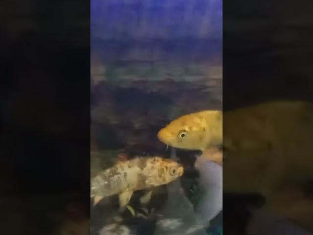 fishlover#malayalam#Dhiyazzz world
