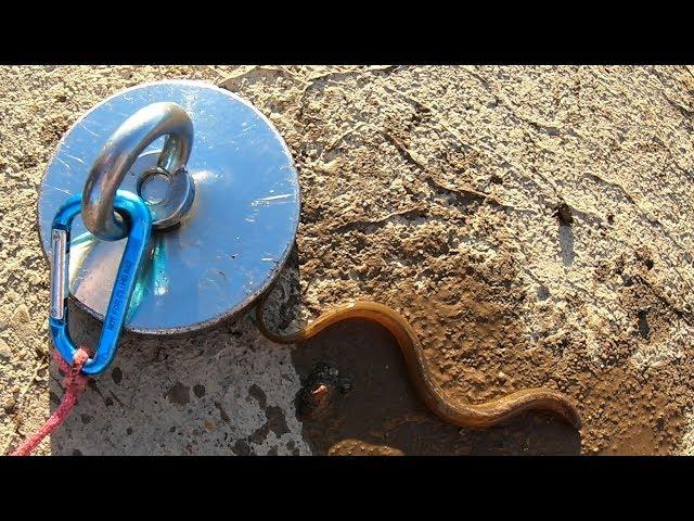 Caught an EEL Magnet Fishing with a Crazy Dangerous Magnet!