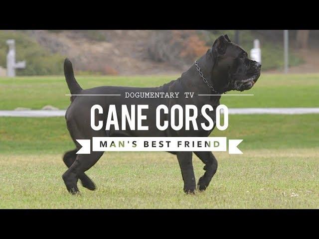 CANE CORSO: MAN'S BEST FRIEND