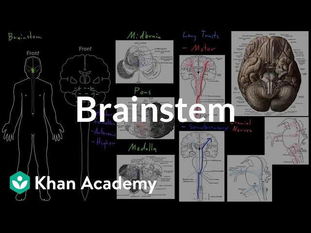 Brainstem | Organ Systems | MCAT | Khan Academy