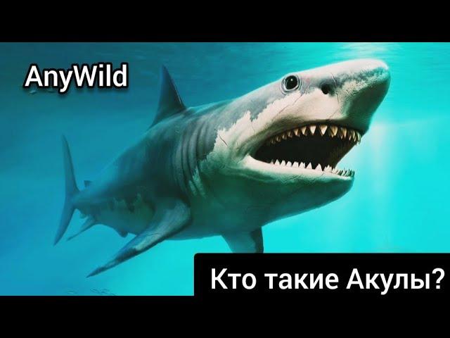 Кто Такие Акулы?Сколько У Них Зубов?Насколько они опасны?AnyWild