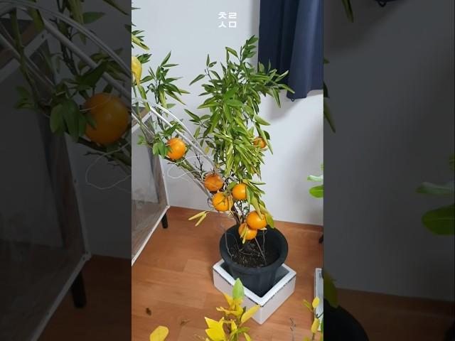 방 안에서 재배한 귤 수확!!ㅣHarvesting tangerines grown indoors!!Citrus Trees