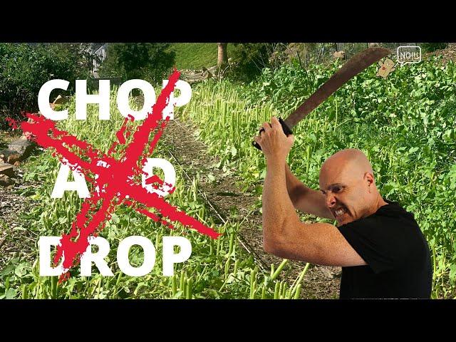 Why CHOP and DROP with cover crops is a WASTE OF TIME!