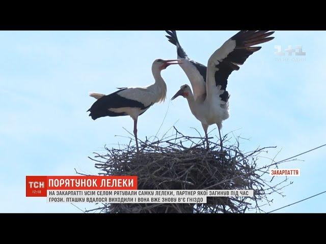 На Закарпатті небайдужі виходили самку лелеки, партнер якої загинув під час грози