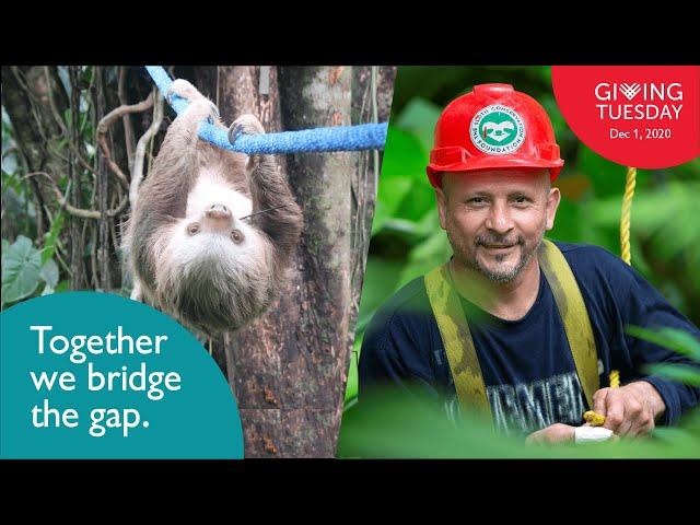 Sloth Crossings | The Sloth Conservation Foundation