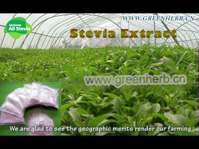 Greenherb PLANT EXTRACT Stevia Industry