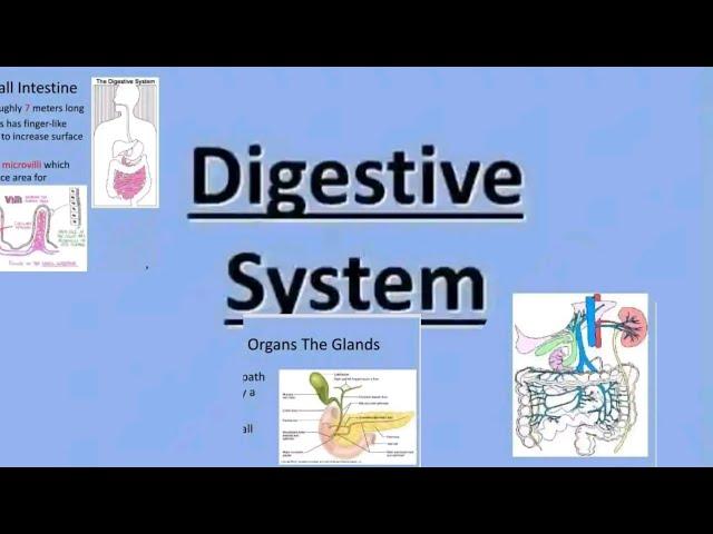The Digestive System Explained | Functions, Organs & Step-by-Step Digestion Process