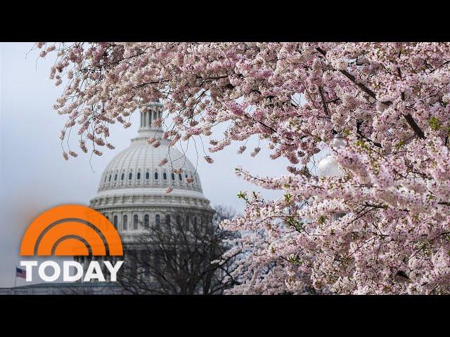 Whose idea was it to bring cherry blossoms to DC?