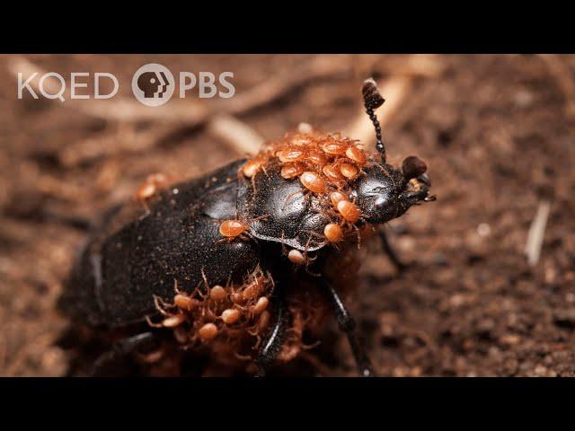 This Mite-y Beetle Buries the Dead to Start a Family | Deep Look