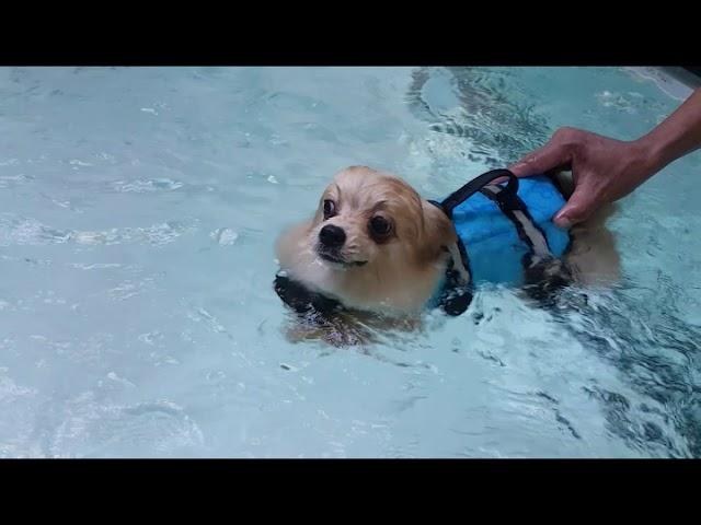 【Pet's Swimming Pool】Champion the Pomeranian & Bubu the Poodle