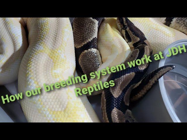 The breeding process here at JDH Reptiles - How/when we pair.