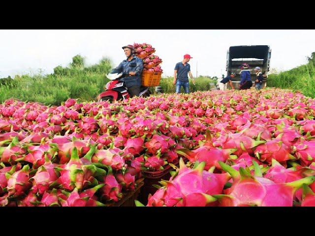 Asian Dragon fruit Farming and Harvest - Dragon fruit cultivation and process in Factory