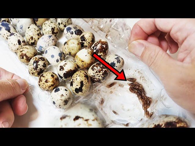 Dozens of bugs from quail eggs... It's terrible.