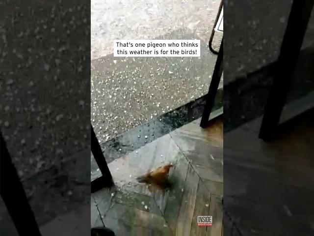 Smart Bird Doesn't Want to Get Caught in Hail Storm #shorts