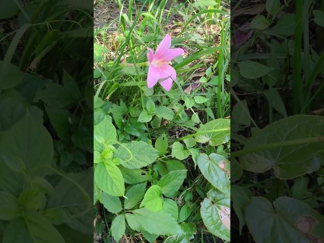 食べてはいけない野草雑草　ピンクの花がキレイなハブランサスは毒草です
