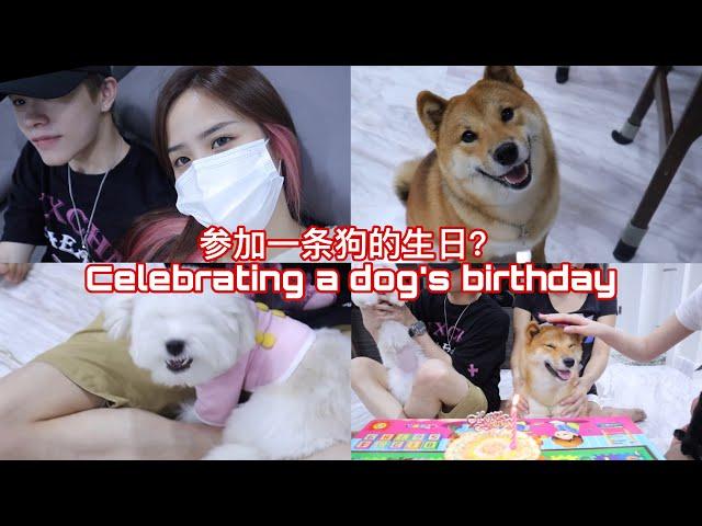 Vlog "参加一条狗的生日? celebrating a dog's birthday"