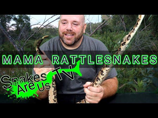 Mama Rattlesnakes/Male Vs. a Pregnant Female